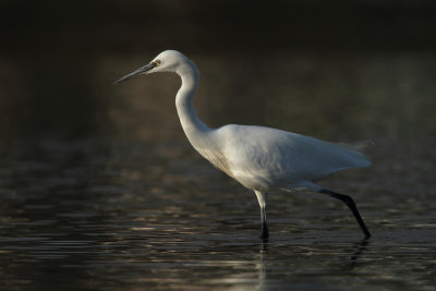 Little egret, stalking