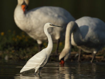 Little egret