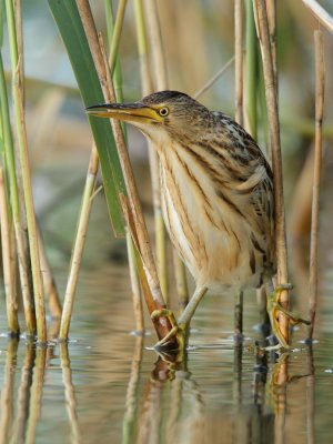 Little bittern, juvenile