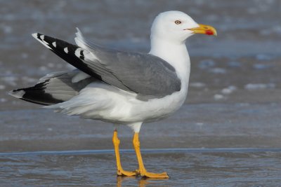 Yellow-legged Gull - Portrait