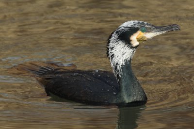 Cormorant - Portrait