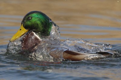 Mallard, male