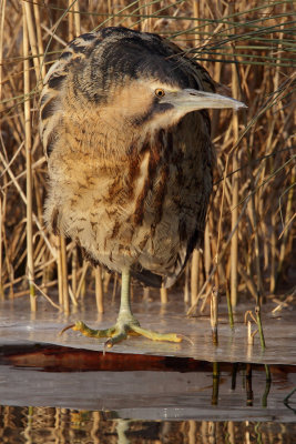 Great bittern