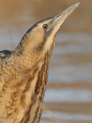 Great bittern