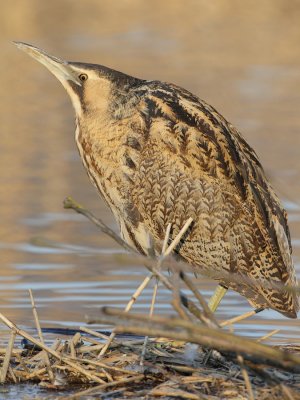 Great bittern