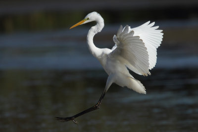 Great Egret