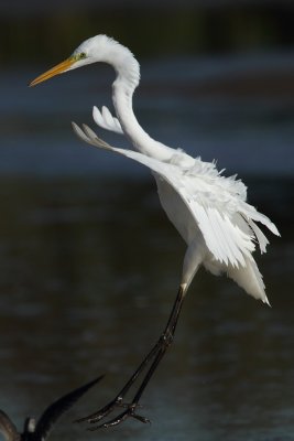 Great Egret