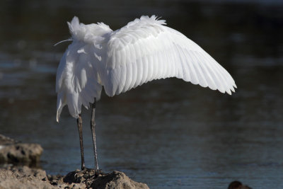 Great Egret