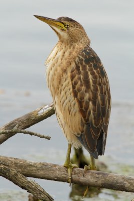 Little Bittern, juvenile