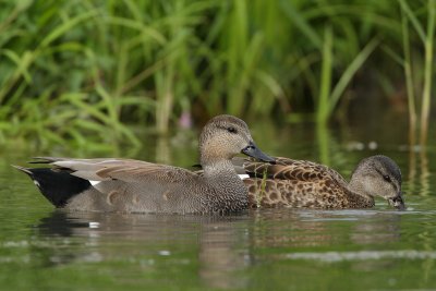 Gadwall, male and female