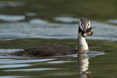 Great Crested Grebe, with crayfish