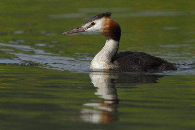 Great Crested Grebe