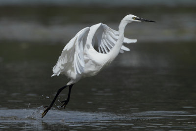 Little Egret, taking off