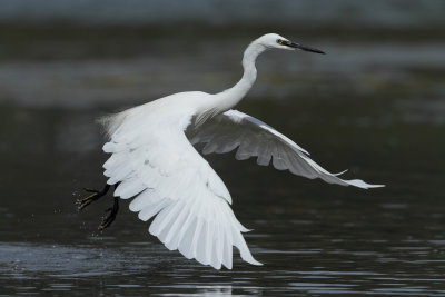 Little Egret