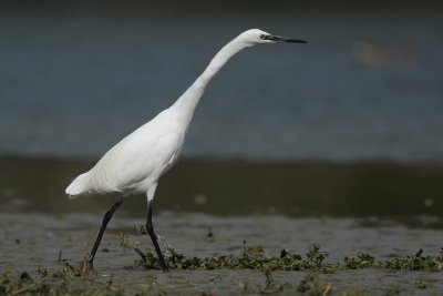 Little Egret, stalking