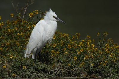 Little Egret
