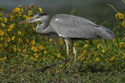 Grey Heron, immature