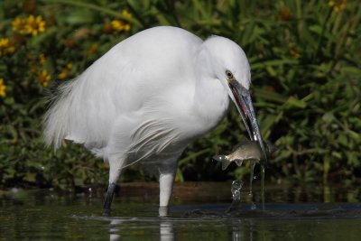 Little Egret, with catch