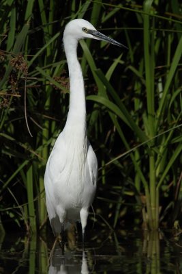 Little Egret