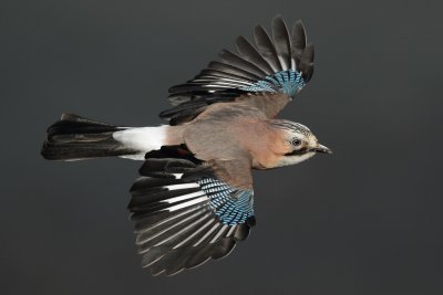 Eurasian Jay - In Flight