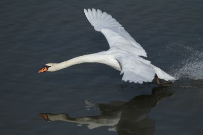 Mute Swan