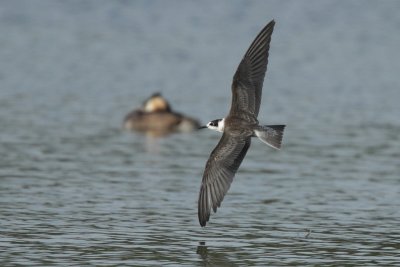 Black Tern, juvenile