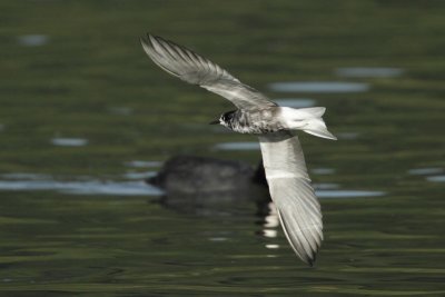 Black Tern, moulting