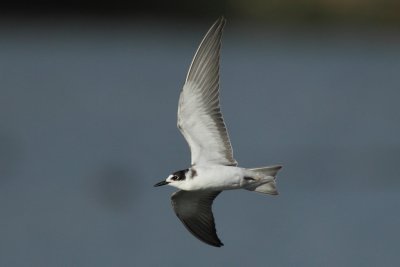 Black Tern, juvenile