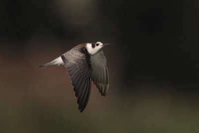 Black Tern, juvenile