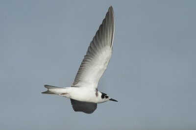 Black Tern, juvenile