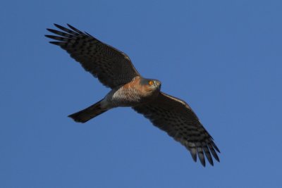 Eurasian sparrowhwk, adult male