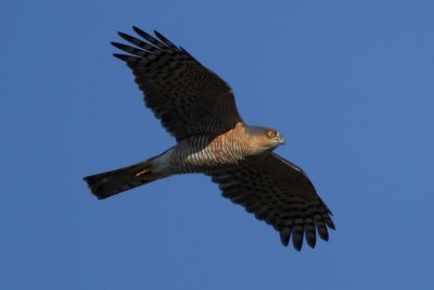 Eurasian sparrowhwk, adult male