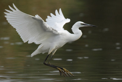 Little Egret