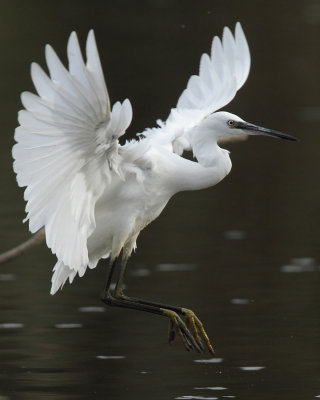 Little Egret