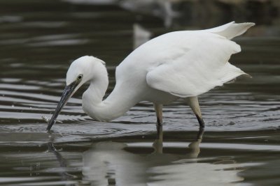 Little Egret, with catch