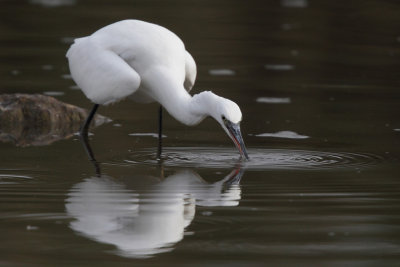 Little Egret, luring