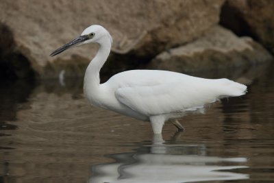Little Egret