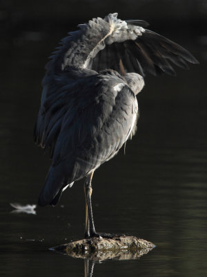 Grey Heron