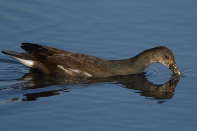 Common Moorhen, juvenile