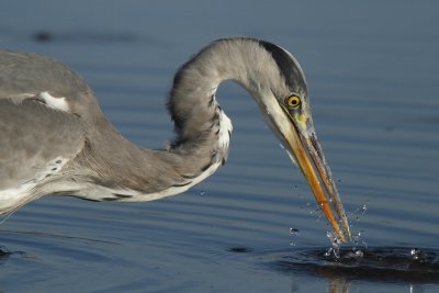 Grey Heron