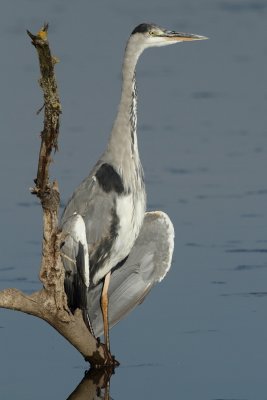 Grey Heron