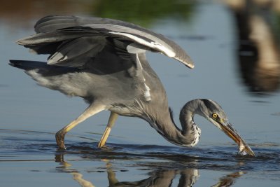 Grey Heron