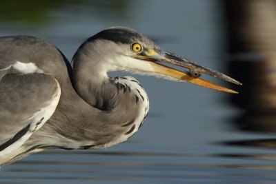 Grey Heron