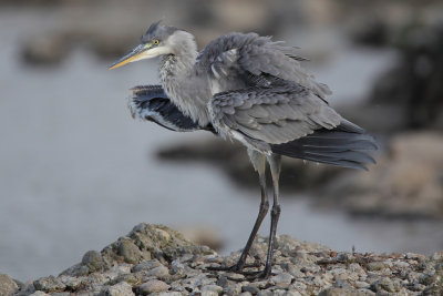 Grey Heron