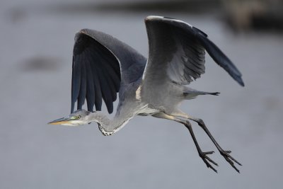 Grey Heron