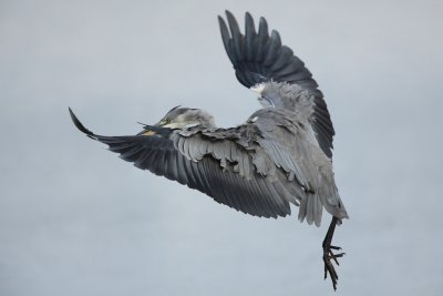 Grey Heron