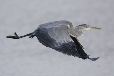 Grey Heron