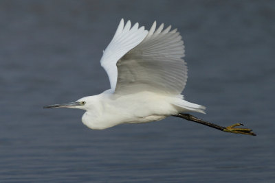 Little Egret