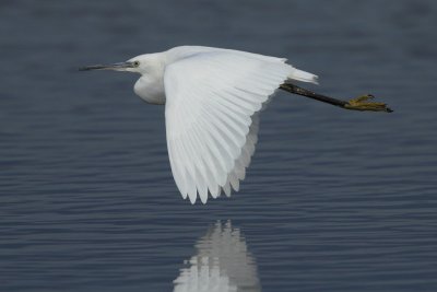Little Egret