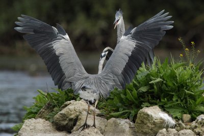 Grey Heron